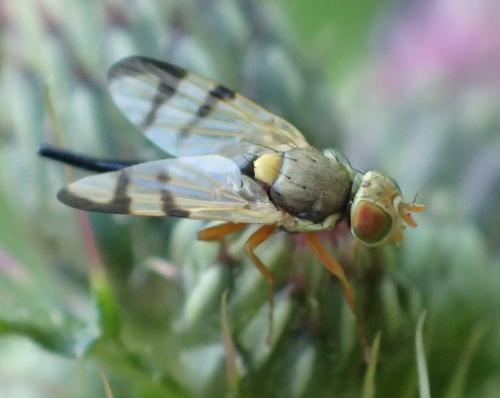 Réf. 235 200 : Urophora stylata